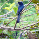 Image of Greater Racket-tailed Drongo