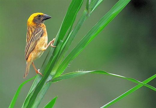 Image of Baya Weaver