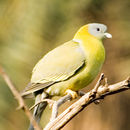 Image of Yellow-footed Green Pigeon