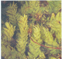 Image of callicostella moss