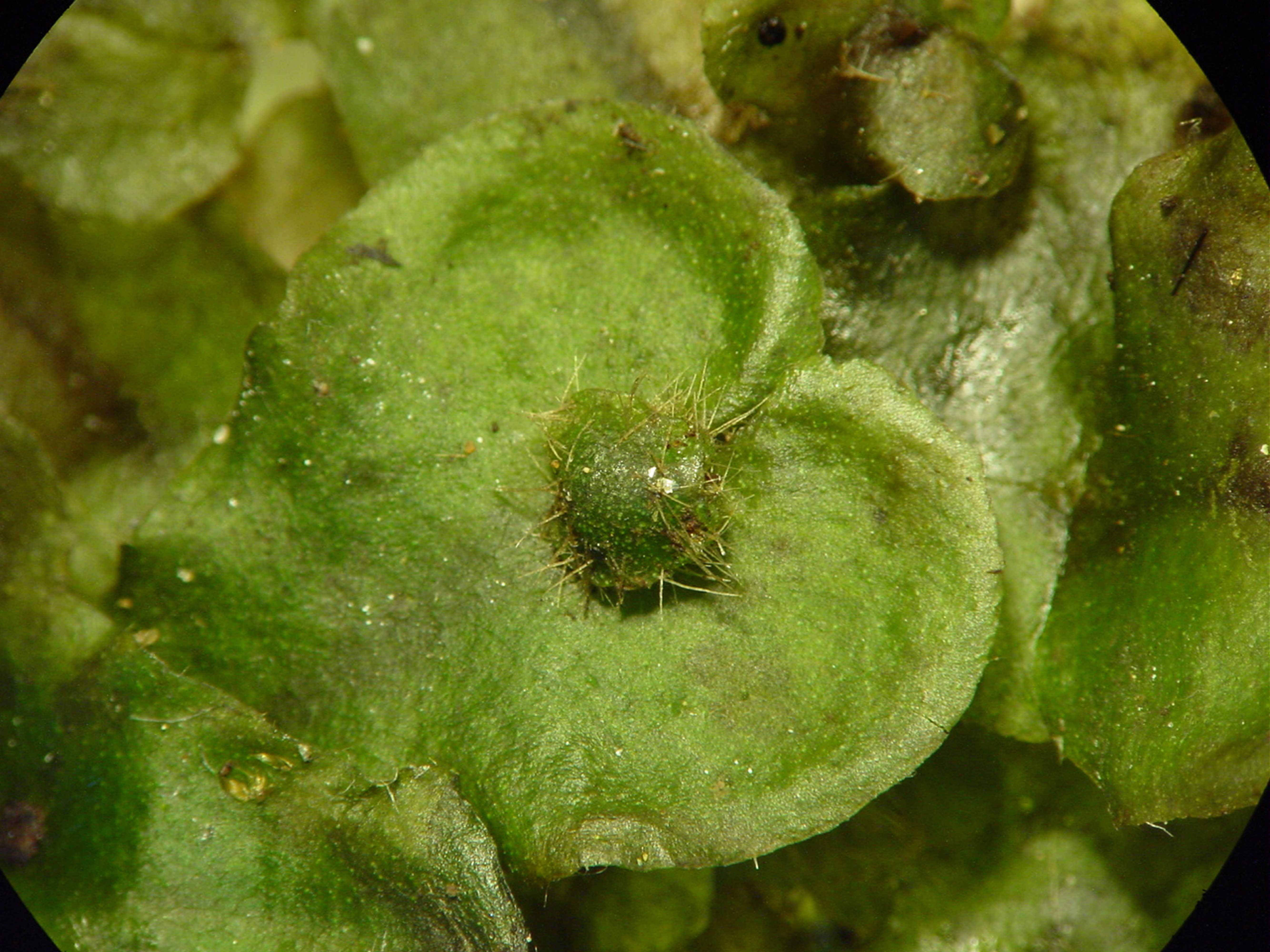 Image of Dumortieraceae