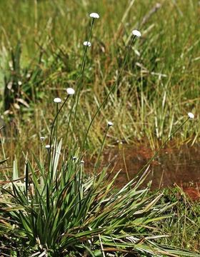 Image de Eriocaulon quinquangulare L.