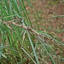 Plancia ëd Cymbopogon nardus (L.) Rendle