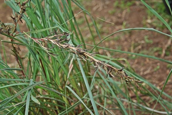 Image of lemon grass