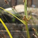 Image de Fimbristylis dichotoma (L.) Vahl