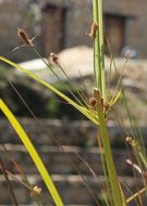 Sivun Fimbristylis dichotoma (L.) Vahl kuva