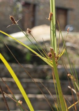 Image de Fimbristylis dichotoma (L.) Vahl