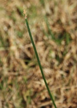 Plancia ëd Fimbristylis quinquangularis (Vahl) Kunth