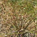 Image of Carex capillacea Boott