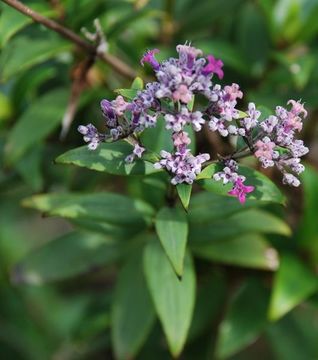 Image de Hedyotis swertioides Hook. fil.