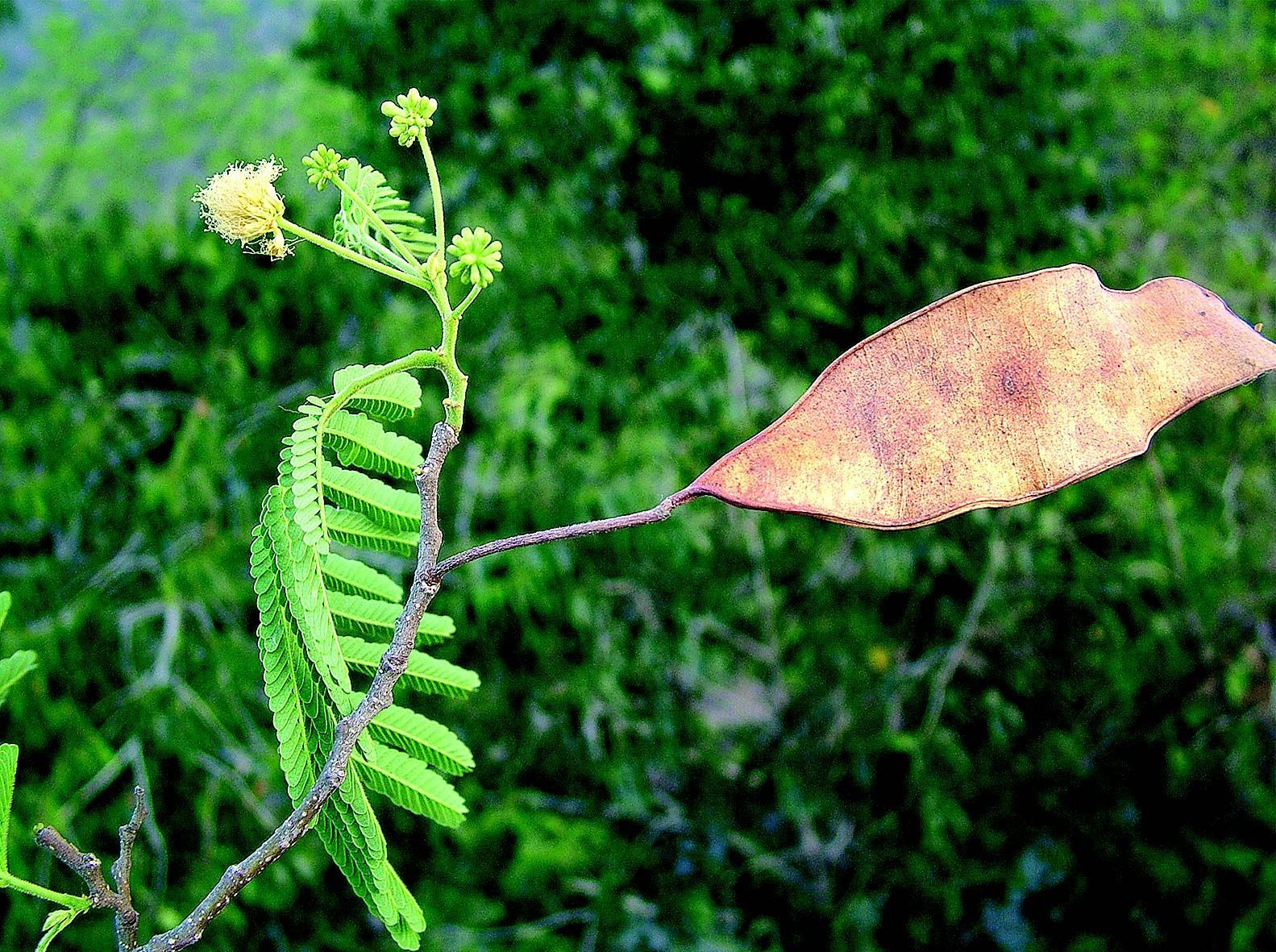 Image of albizia