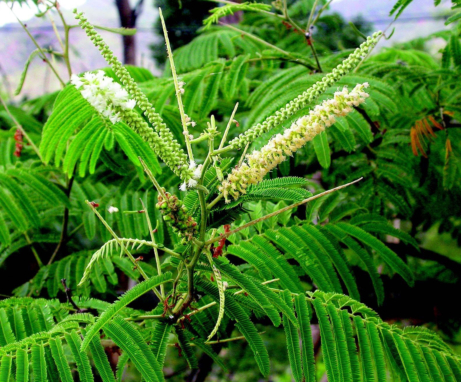 Plancia ëd <i>Acacia polyacantha</i>