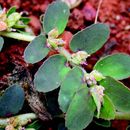 Image of Euphorbia cristata B. Heyne ex Roth