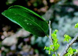 Image of Drypetes sepiaria (Wight & Arn.) Pax & K. Hoffm.