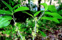 Image of Drypetes sepiaria (Wight & Arn.) Pax & K. Hoffm.