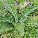 Image of Cirsium wallichii DC.