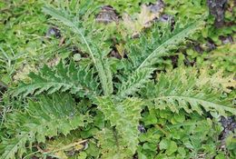 Image de Cirsium wallichii DC.