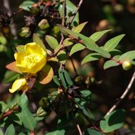 Imagem de Hypericum patulum C. P. Thunberg ex A. Murray