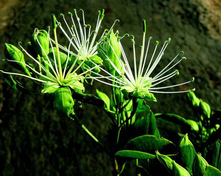 Image de Maerua oblongifolia (Forsk.) A. Rich.