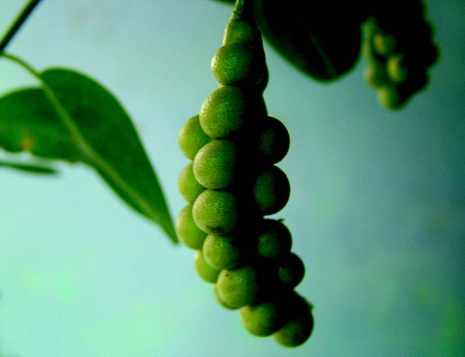 Image of Maerua oblongifolia (Forsk.) A. Rich.