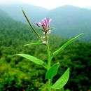 Image of Single-leaf cleome