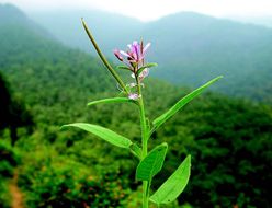 Image of Single-leaf cleome