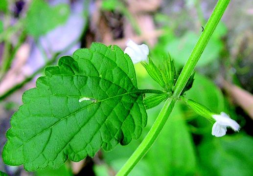 Image of Leucas chinensis (Retz.) Sm.