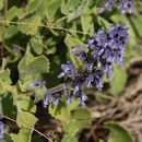 Image of Plectranthus malabaricus (Benth.) R. H. Willemse