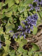 Image of Plectranthus malabaricus (Benth.) R. H. Willemse