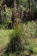 Image of Themeda cymbaria Hack.