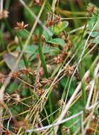 Juncus prismatocarpus subsp. leschenaultii (Gay ex Laharpe) Kirschner resmi