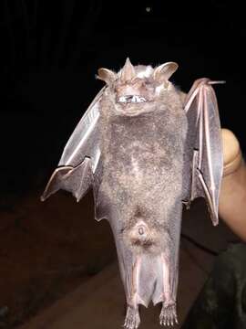 Image of Great Fruit-eating Bat