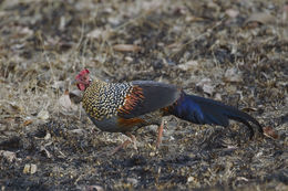 Image of Grey Junglefowl