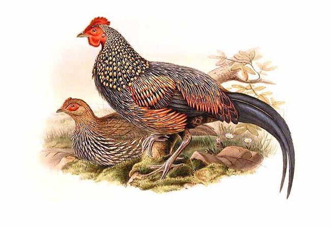 Image of Grey Junglefowl