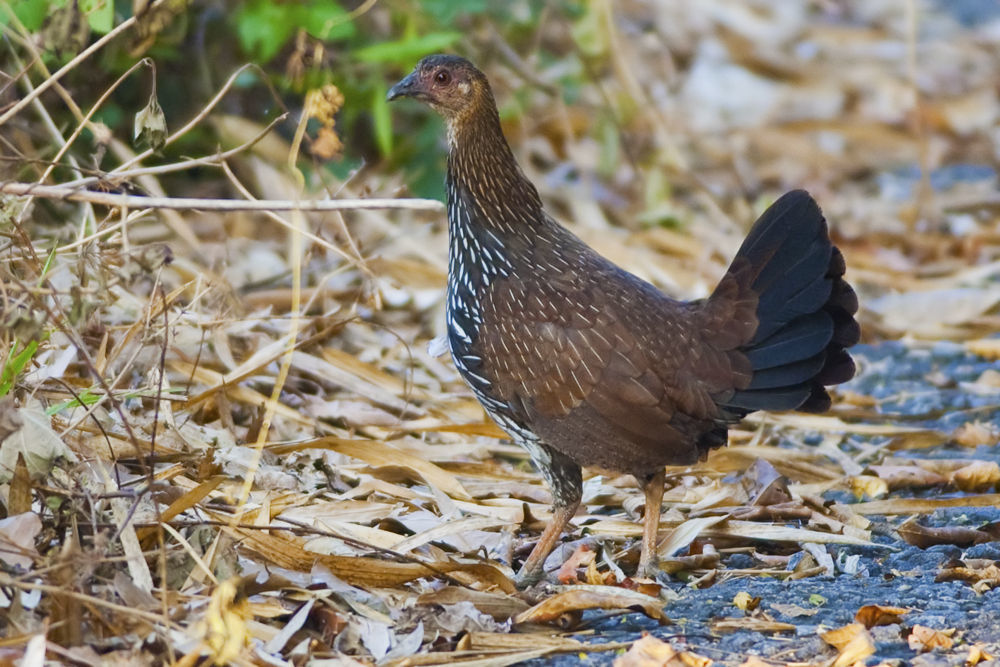 Image of Grey Junglefowl