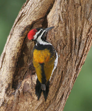 Image of Black-rumped Flameback