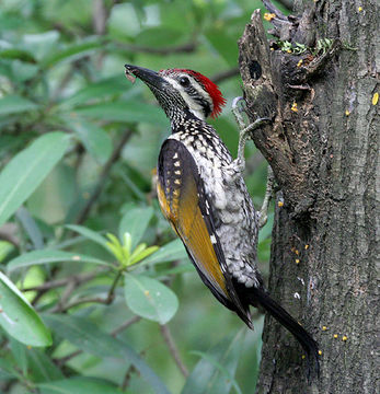 Image of Black-rumped Flameback