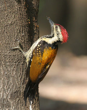 Image of Black-rumped Flameback