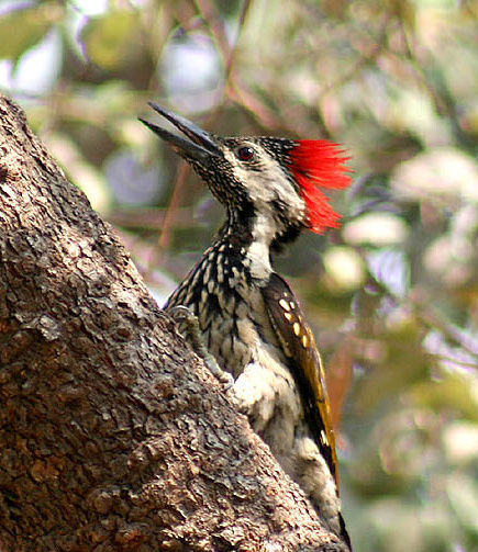 Image of Black-rumped Flameback