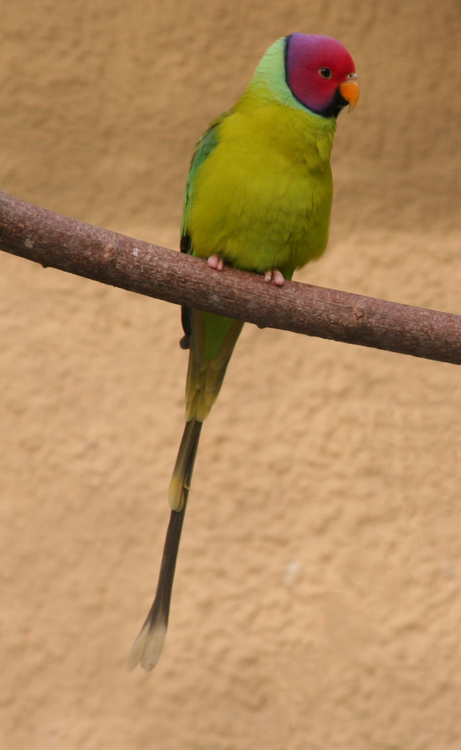 Image of Plum-headed Parakeet