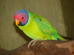 Image of Plum-headed Parakeet