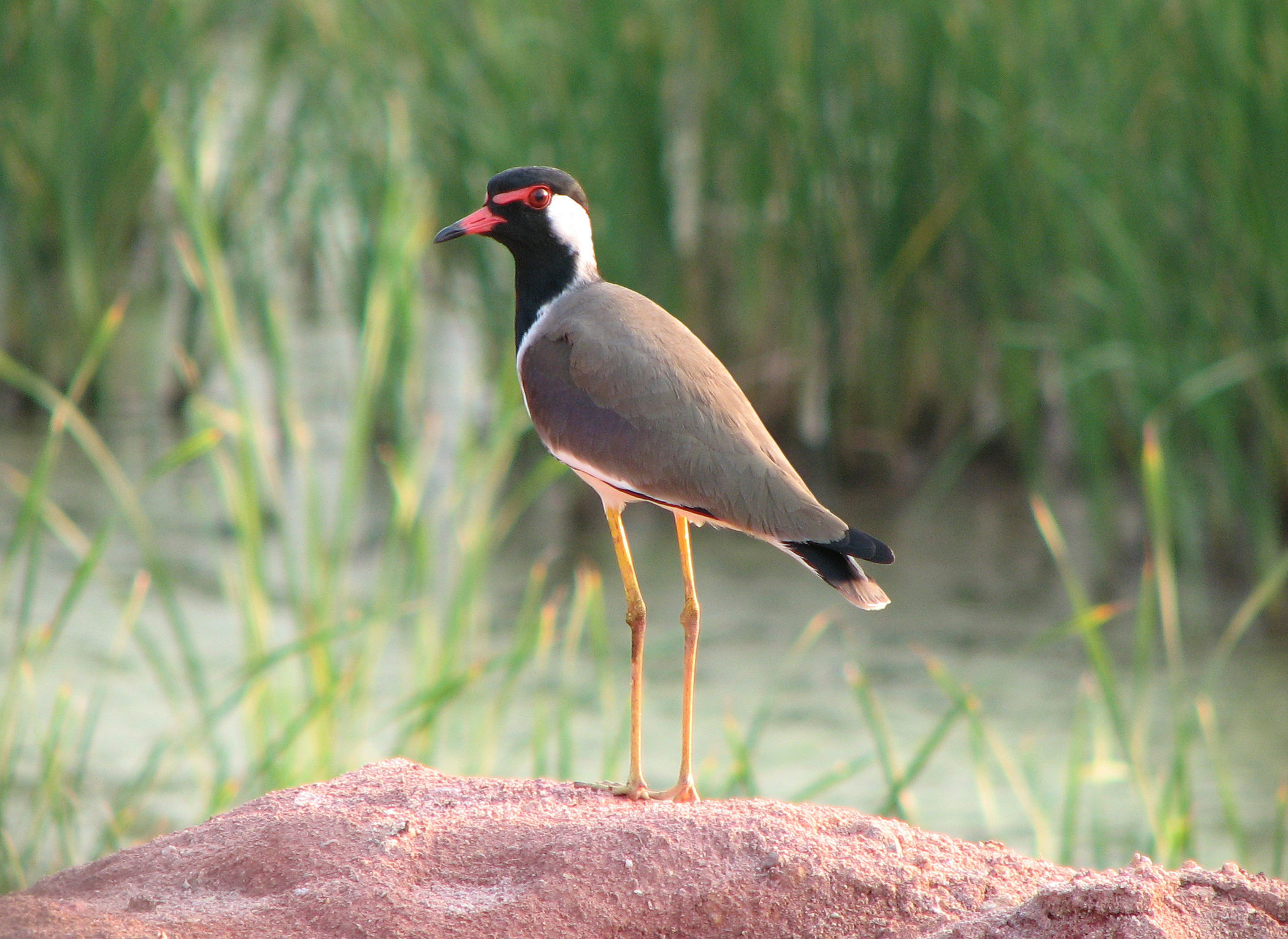 Image of Red-wattled Lapwing