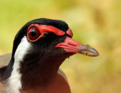 Image of Red-wattled Lapwing