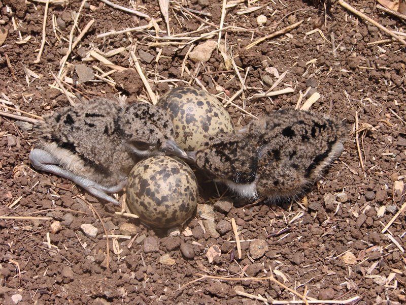 Image of Red-wattled Lapwing