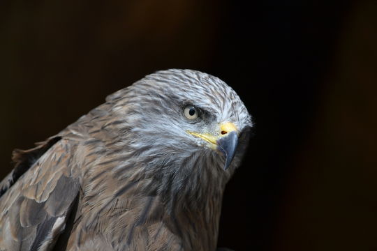 Image of Black Kite