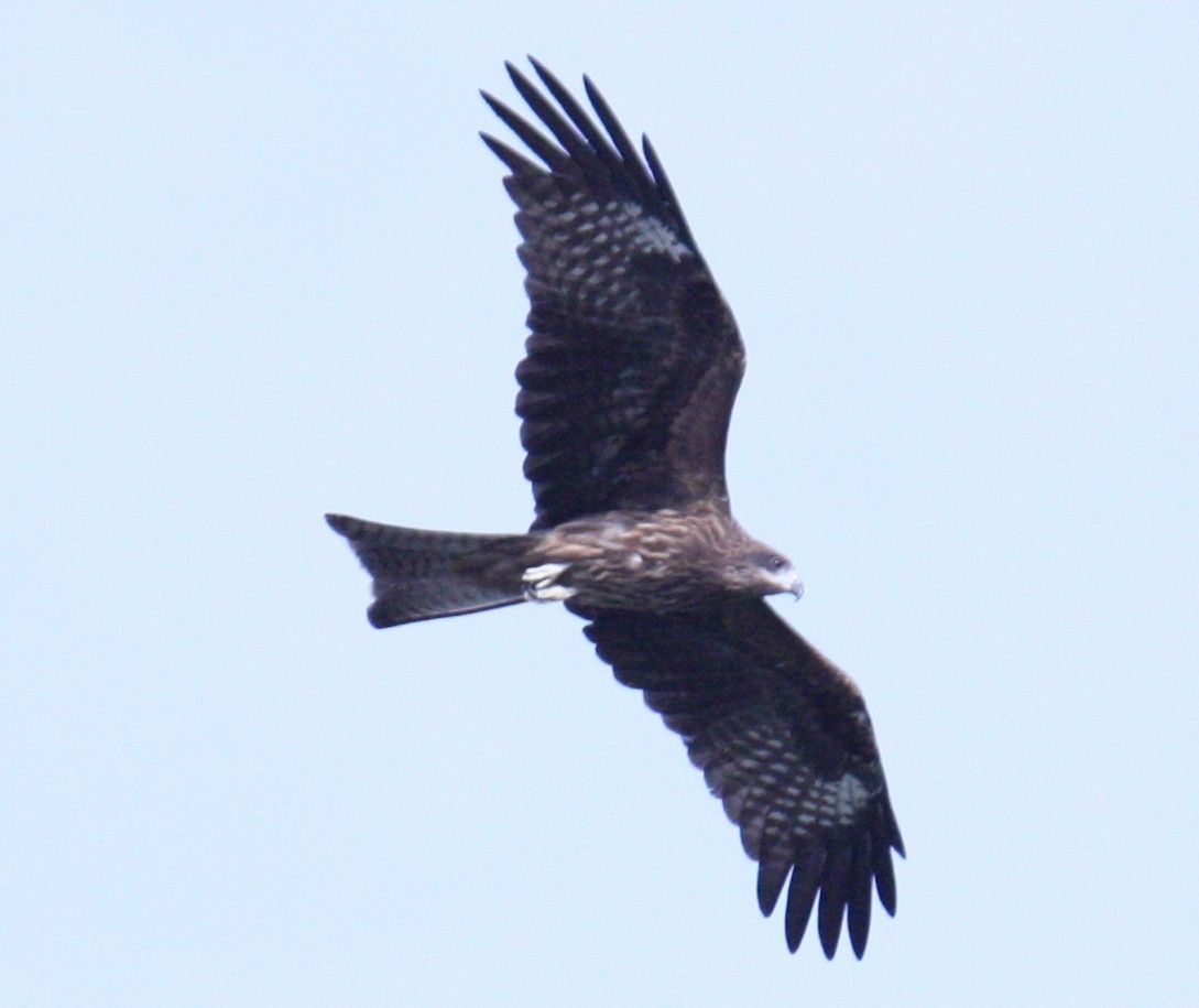 Image of Black Kite