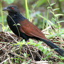 Centropus sinensis (Stephens 1815) resmi