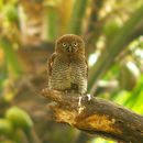 Image of Jungle Owlet