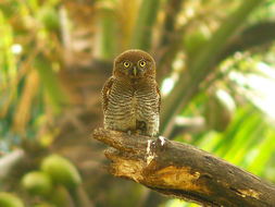 Imagem de Glaucidium radiatum (Tickell 1833)