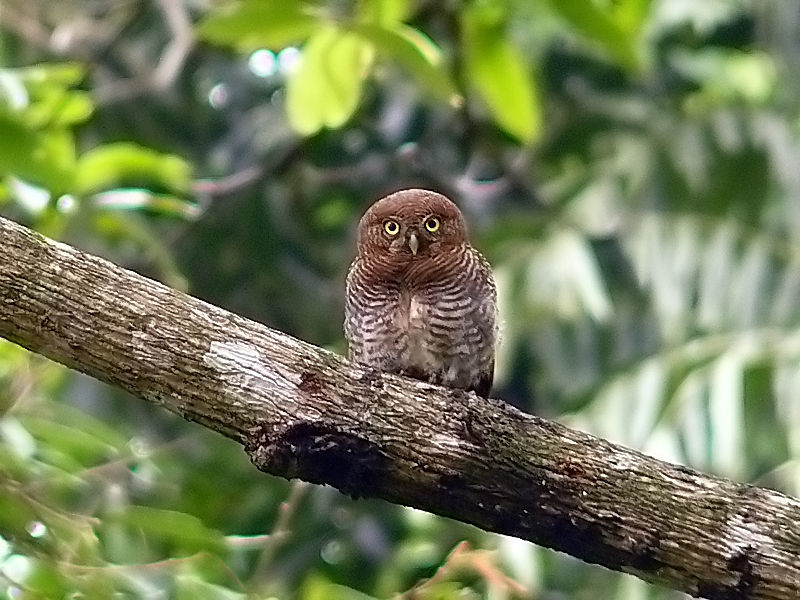 Imagem de Glaucidium radiatum (Tickell 1833)